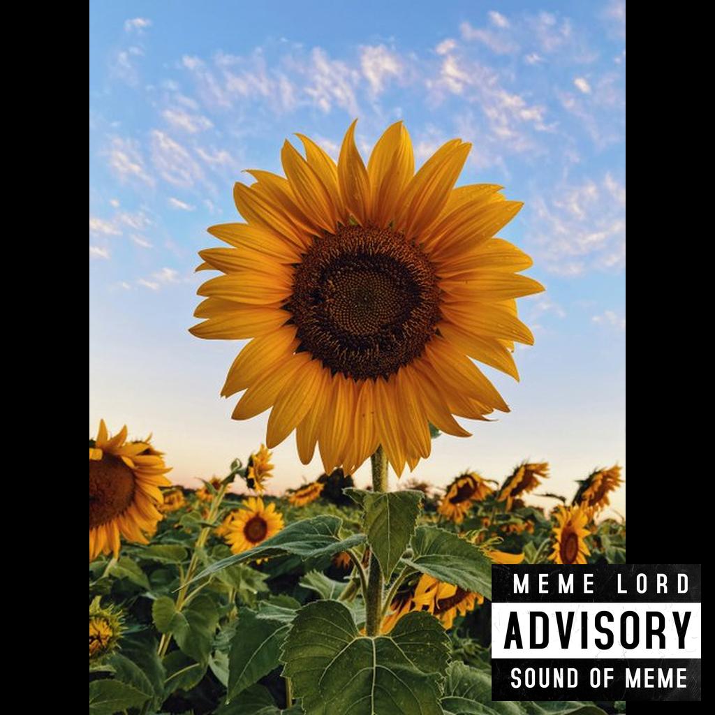 King of the Sunflower Field
