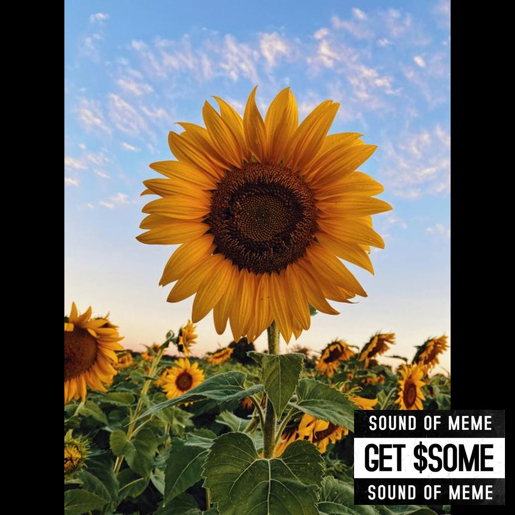 Sunshine Glory